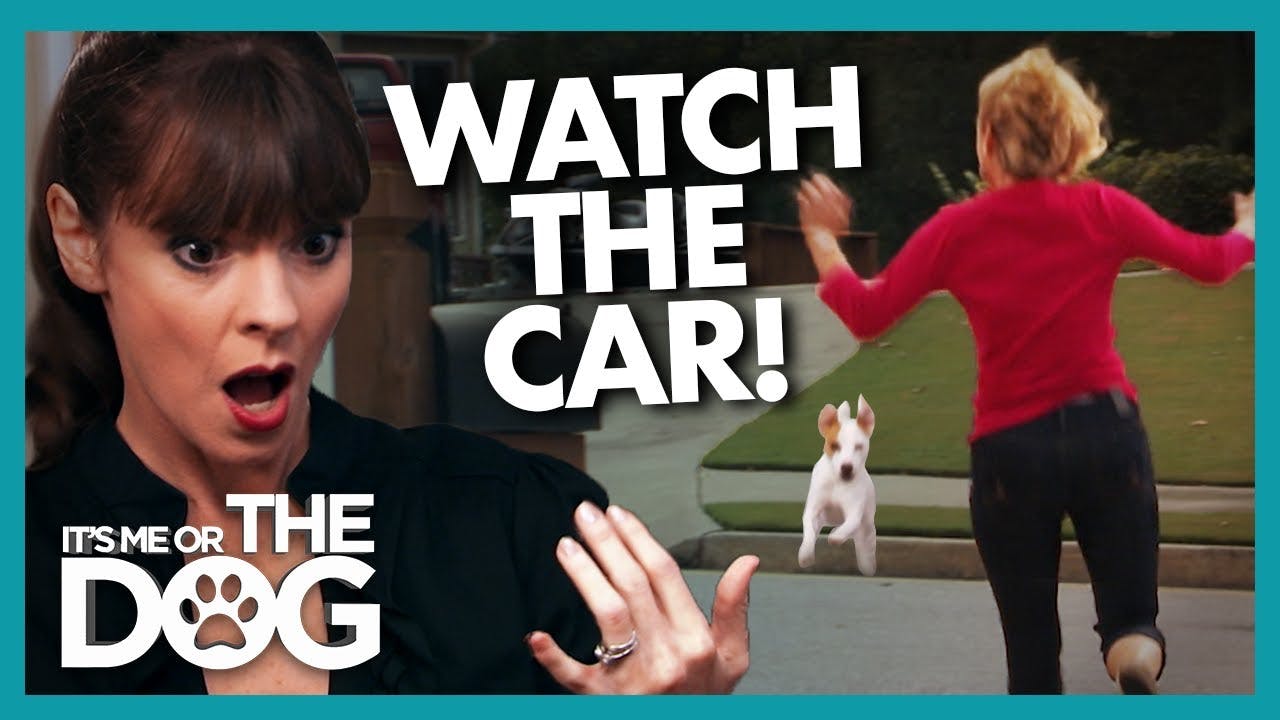 Video Door Dashing Dog Is a Hound Houdini!